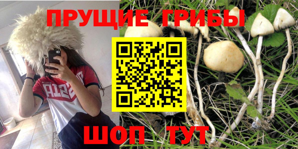 Псилоцибиновые грибы GOLDEN TEACHER Ставрополь
